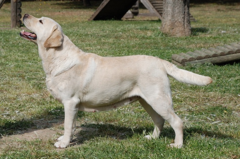 what is the oldest living labrador retriever