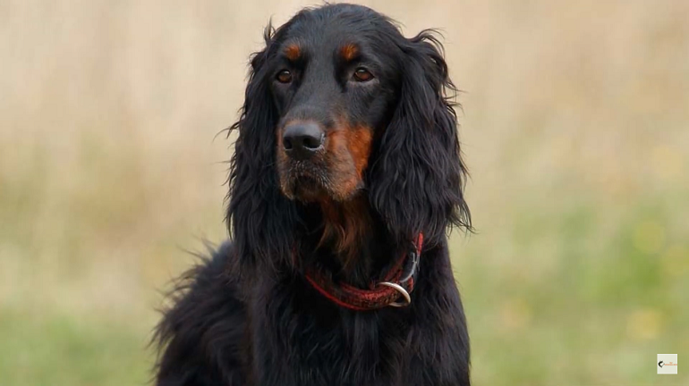 gordon setter english setter