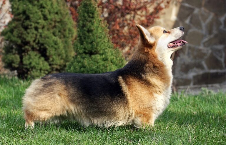 Pembroke Welsh Corgi – History, Traits, Health, And Care