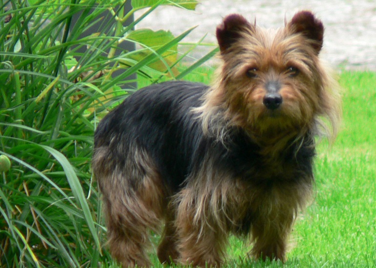 silky australian terrier