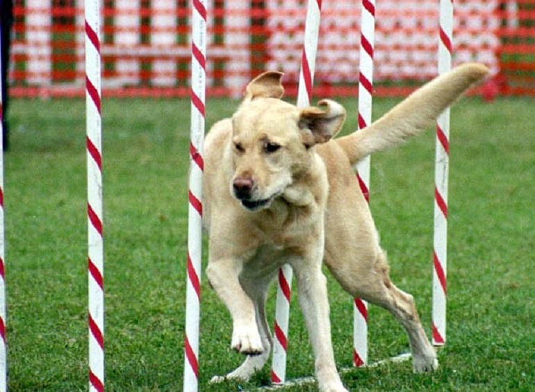 dogs from labrador