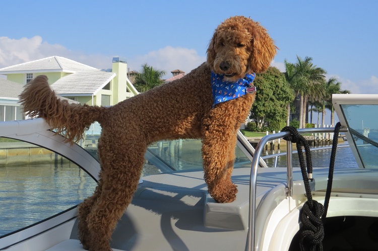 Irish water spaniel sales rescue