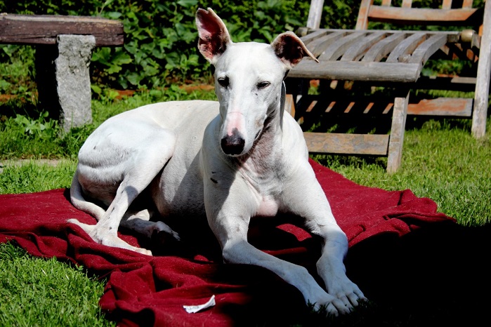 Whippet Dog