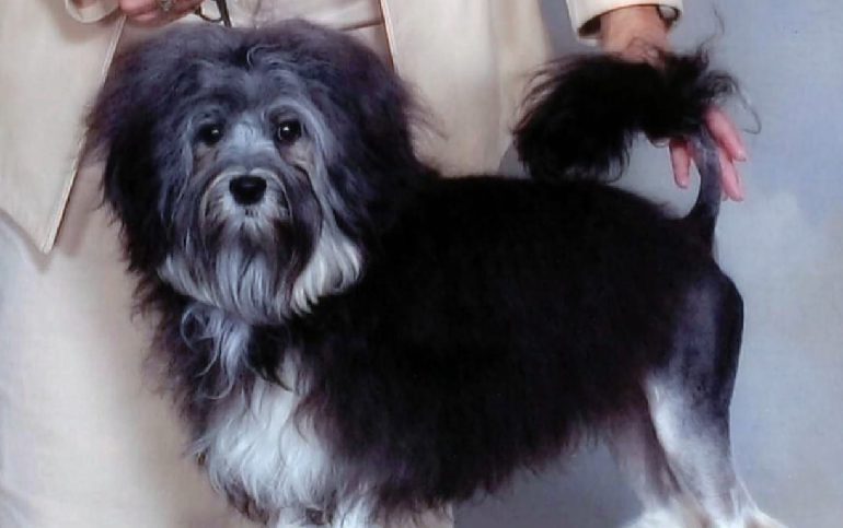 russian lion dog