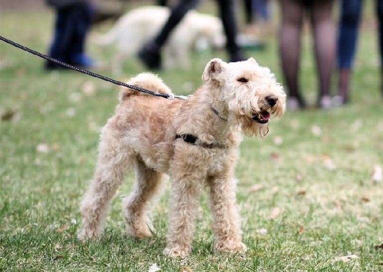 puppy lakeland terrier