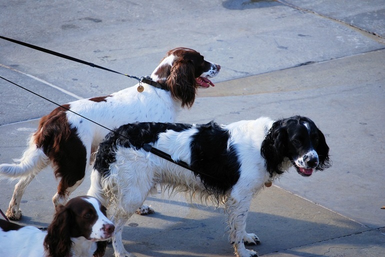 pictures of english setters