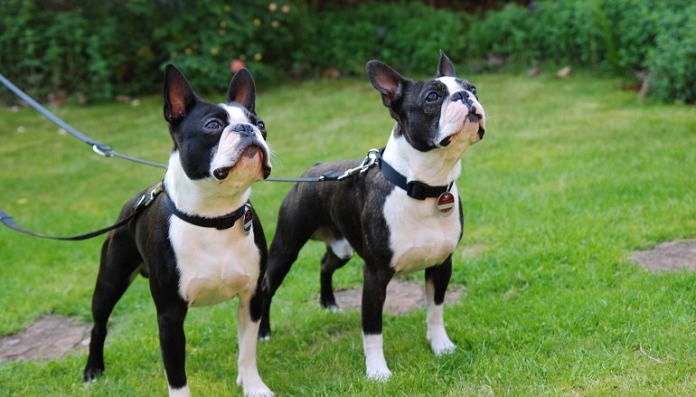 Purebred boston terrier for hot sale sale