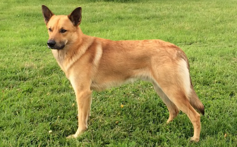 chinook german shepherd mix