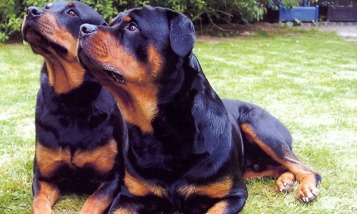 are female rottweilers good guard dogs