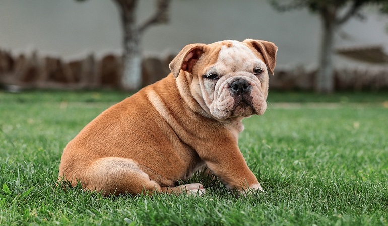 English Bulldog Dogs Breed - Information, Temperament, Size & Price