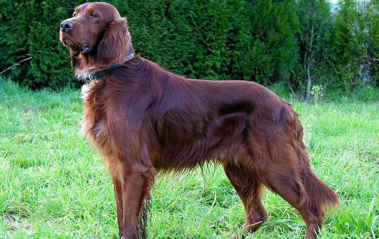 how to groom irish setter ears