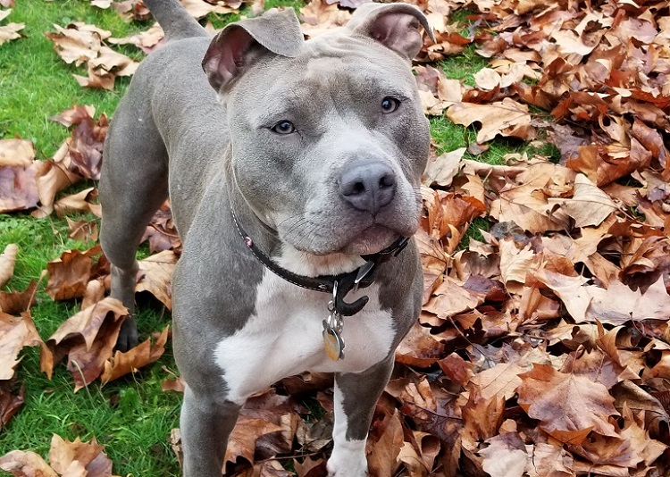 Blue gray nose Pitbull Jigsaw Puzzle