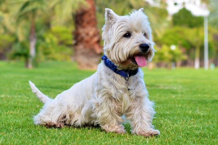 glen of imaal terrier