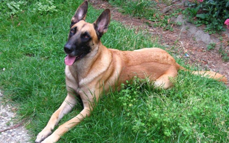 belgian malinois