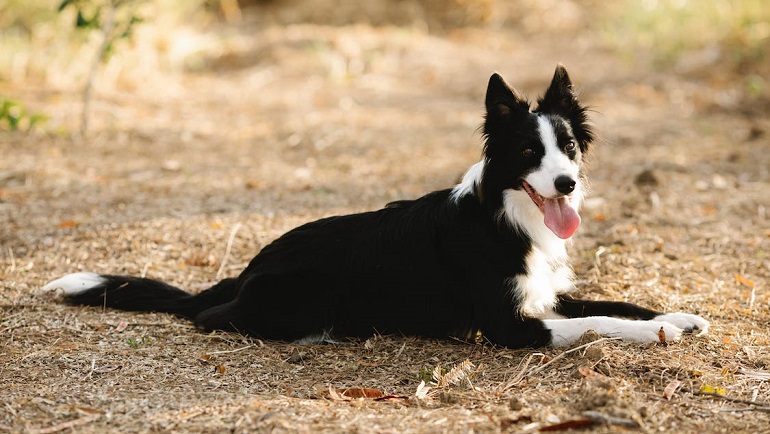 Large border clearance collie