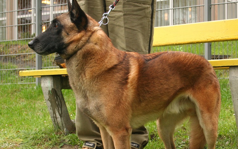 belgian malamute