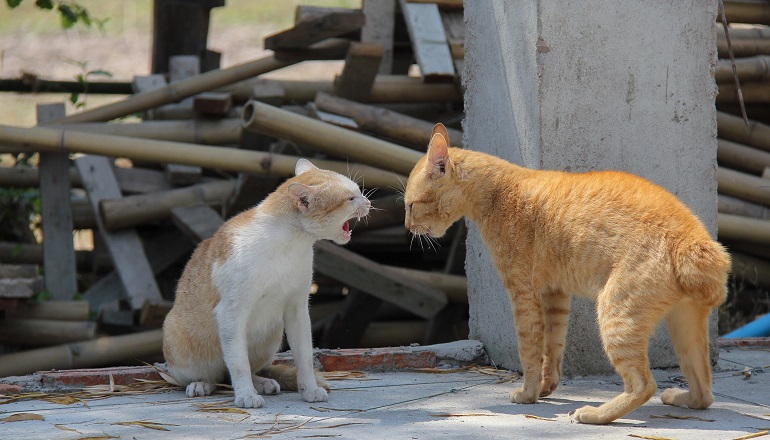 how to get two cats to get along
