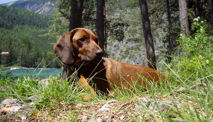 alpine dachsbracke is a mixed breed