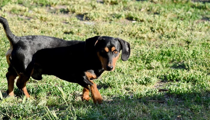 alpine dachsbracke is a mixed breed