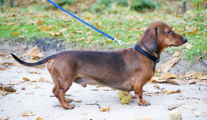 alpine dachsbracke is a mixed breed