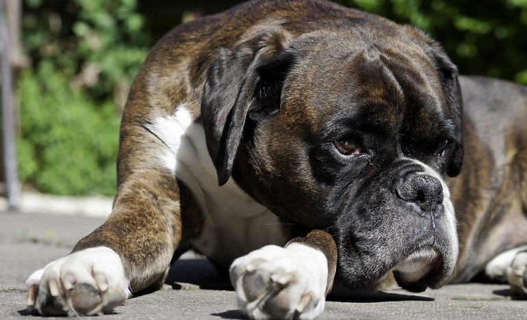 Champion sale boxer puppies