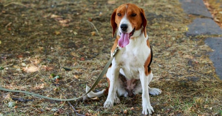 are american foxhounds friendly or dangerous to strangers