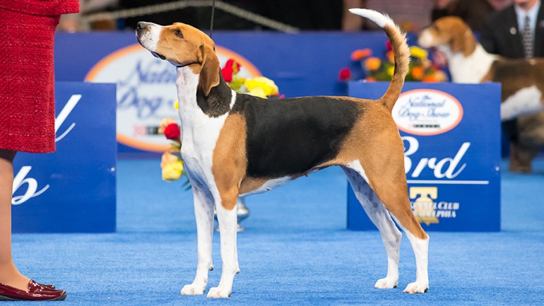 are american foxhounds friendly or dangerous to strangers