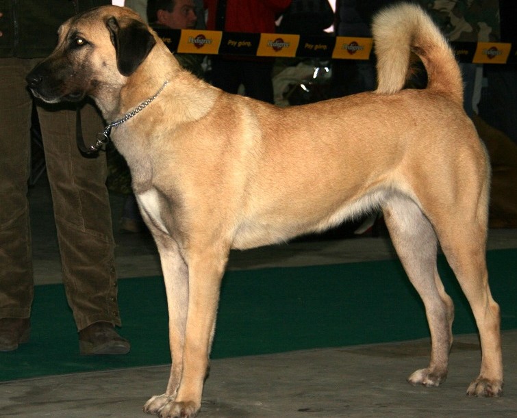 Anatolian Shepherd Dog