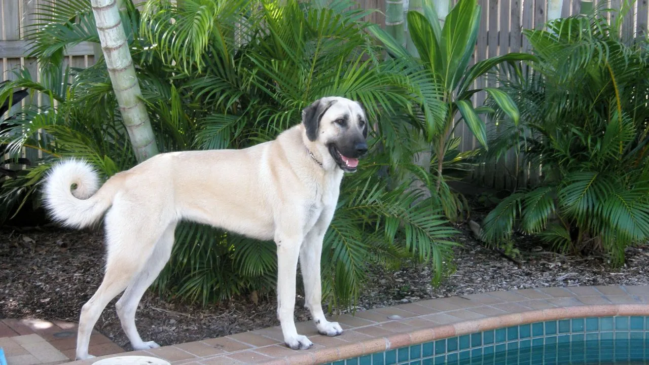 Anatolian Shepherd Dog Appearance