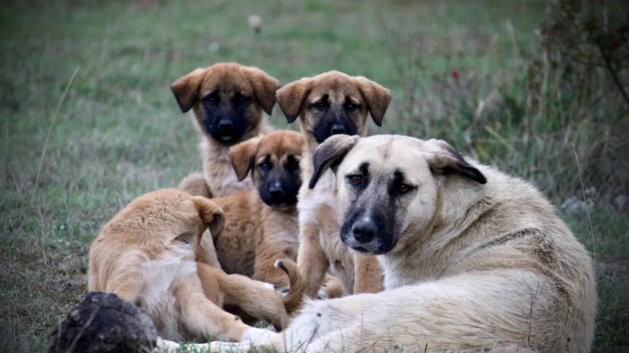 Anatolian-Shepherd
