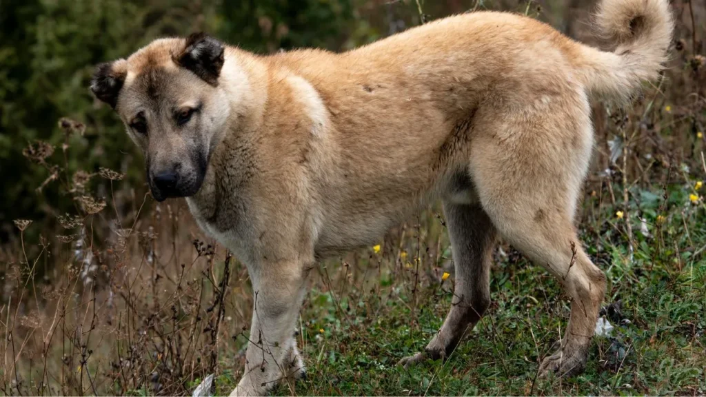 anatolian shepherd dog