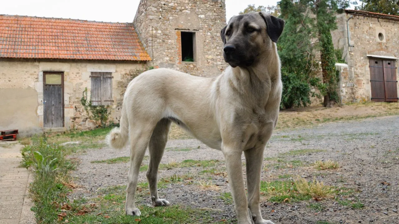 Anatolian Shepherd1