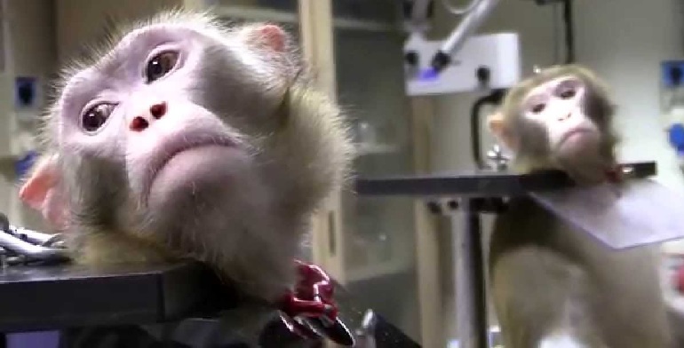 what is animal testing