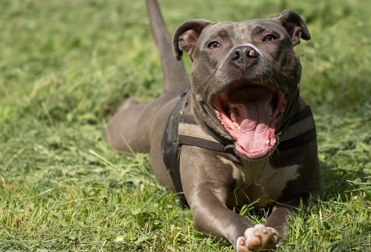 black and blue nose pitbull