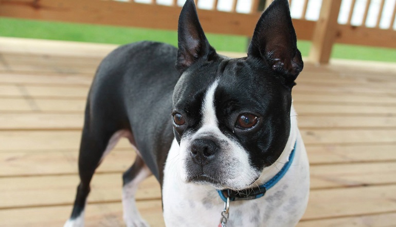 Boston Terrier Dog Breed – All You Need to Know