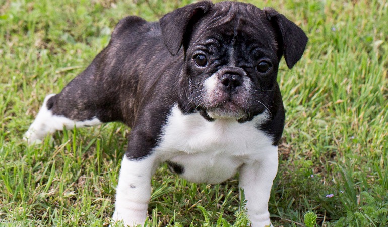 boston terrier poodle mix