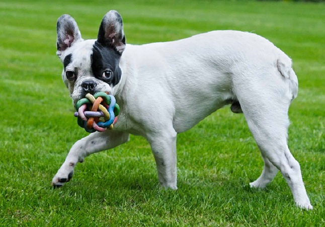 do full blooded boston terriers have long tails