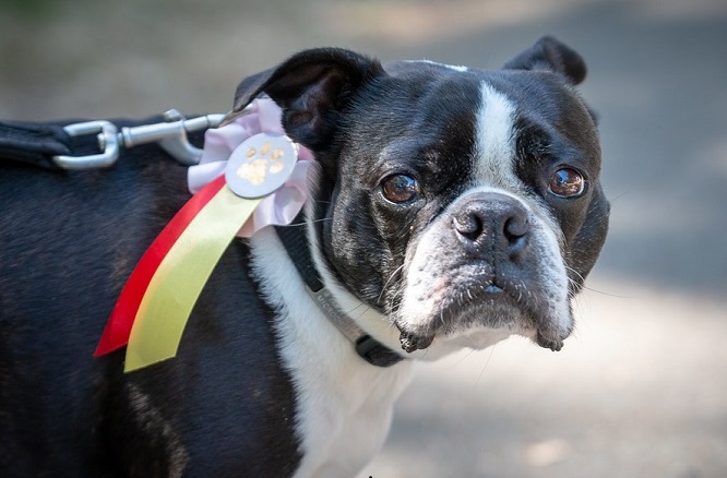 what were boston terriers bred for