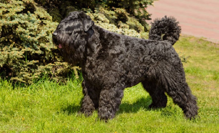 bouvier des flandres puppies
