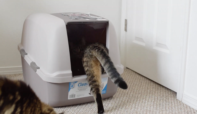 best kitty litter box