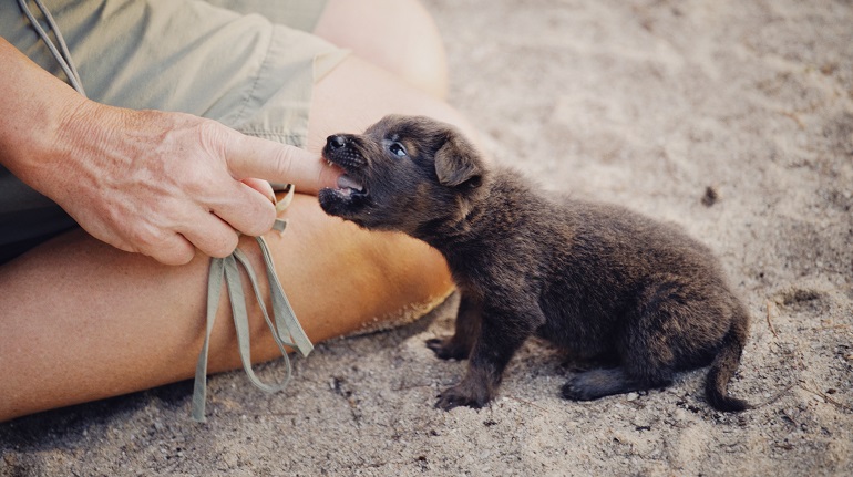 Possessive best sale dog behavior