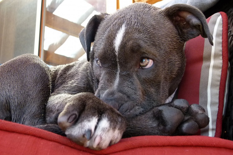 Red and blue hot sale nose pitbull puppies