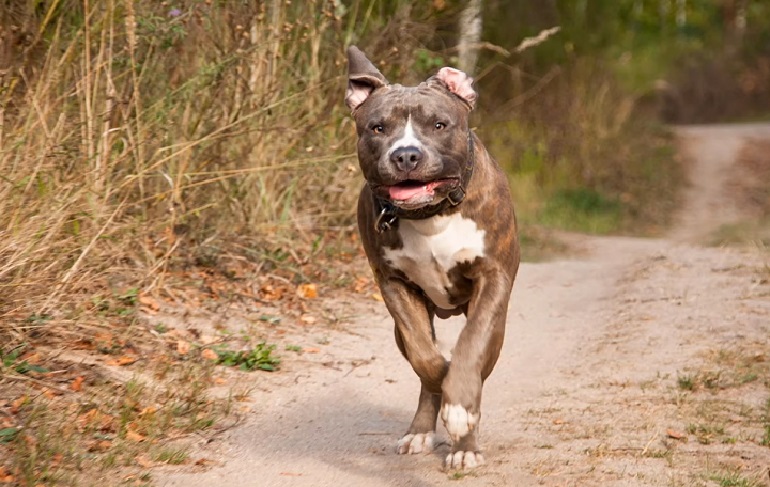 blue nose pitbull mixed with german shepherd