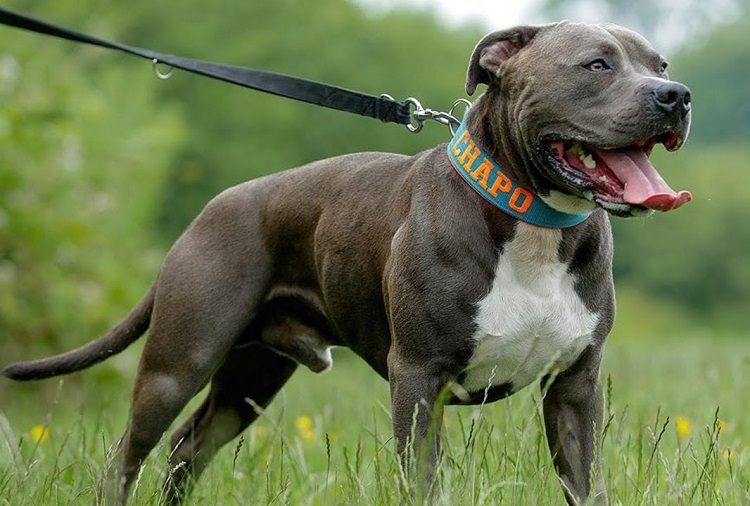 Blue Gray Pitbull Jigsaw Puzzle