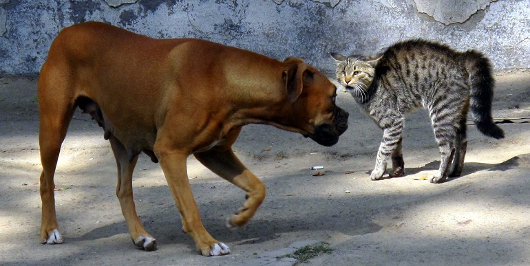 how do you introduce a puppy to an aggressive cat