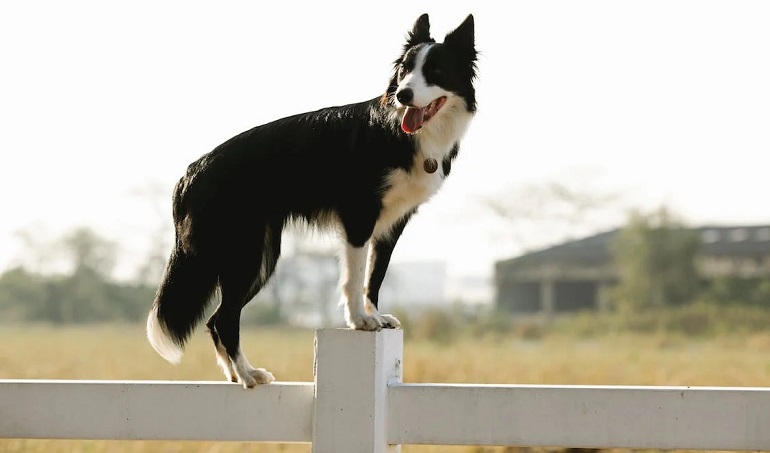 what is bcc in border collies