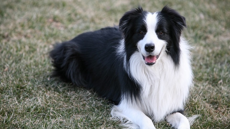 border collie colors