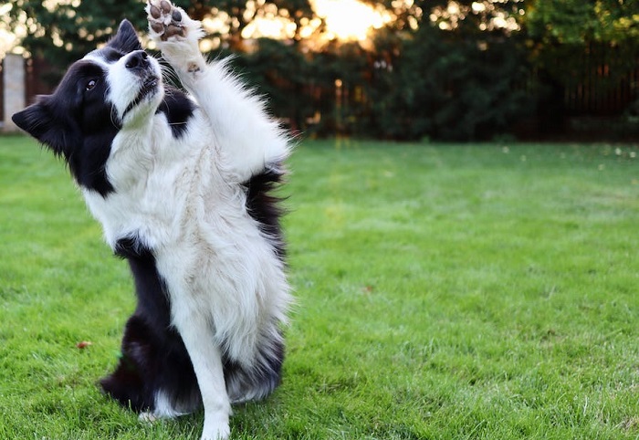 border collie short hair