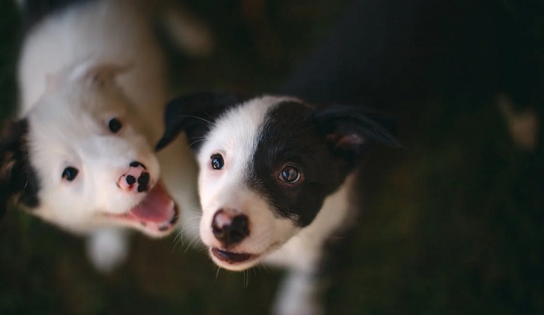 border collies