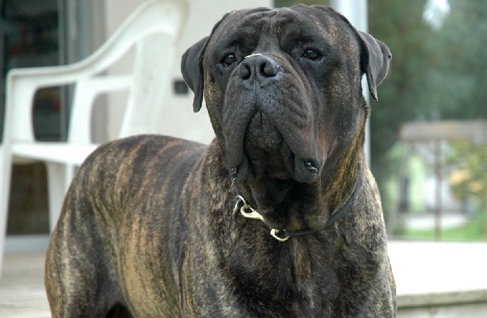 Boxer Dog Breed Information - Your Loyal, Cheerful Companion